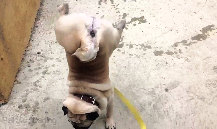 perro carlino mea hace el pino