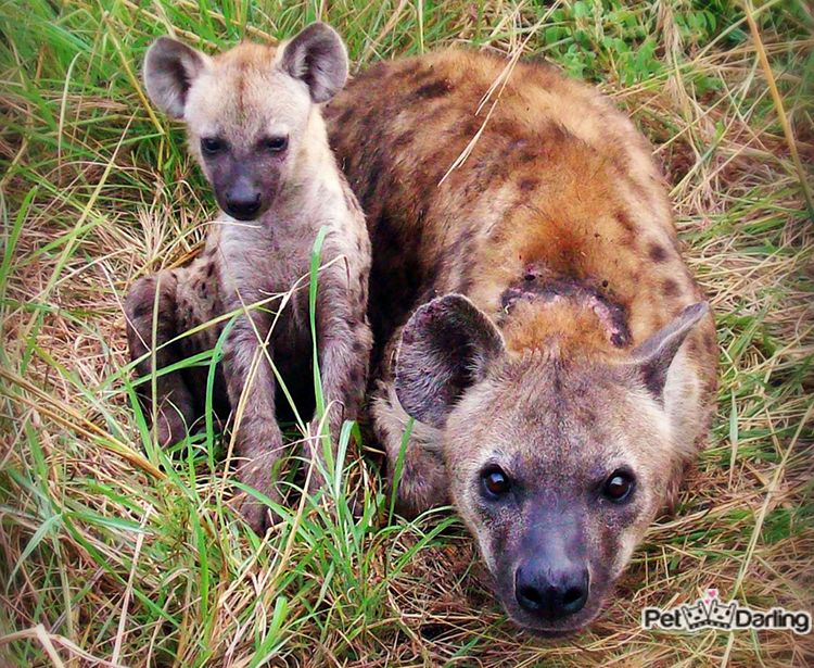 30 hechos que desconocias sobre los perros