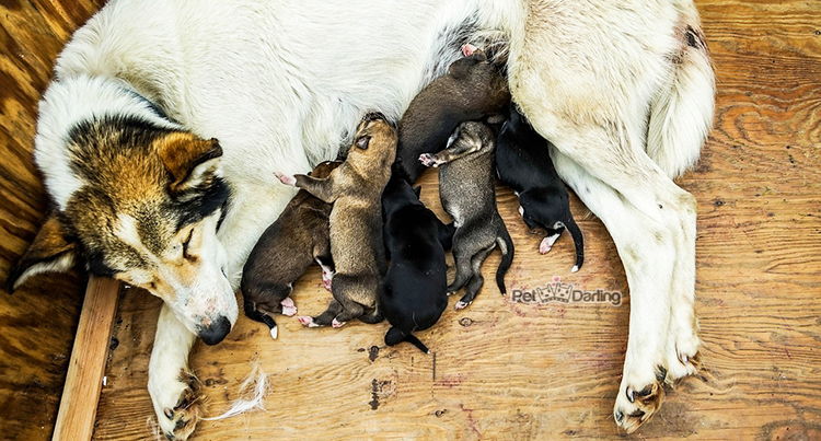 a que edad se destetan los perros