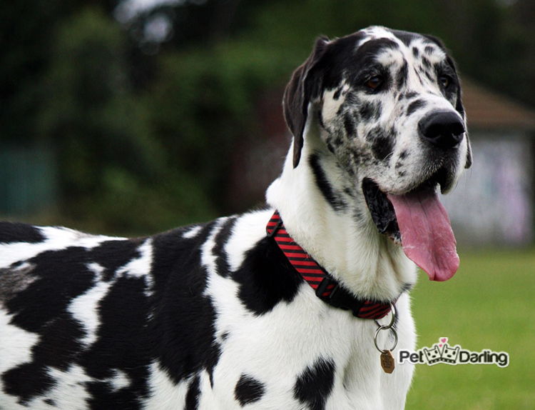 30 datos curiosos sobre perros