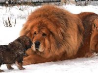 el perro mas caro del mundo