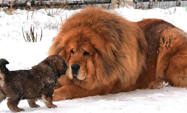pluma hará Increíble El perro mas caro del mundo | mastin tibetano | Petdarling.com