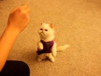 gato entrenado como perro video