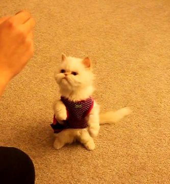 gato entrenado como perro video