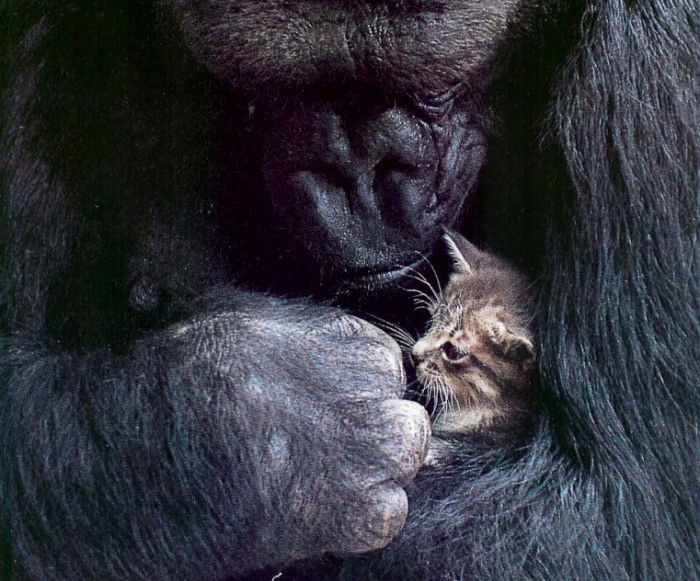 video gorila llora por su gato muerte