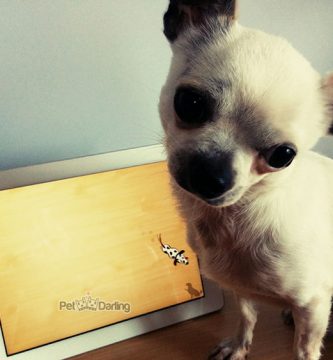 juegos de ipad para perros gratis