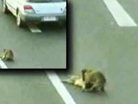Perro salva a otro perro atropellado en la carretera