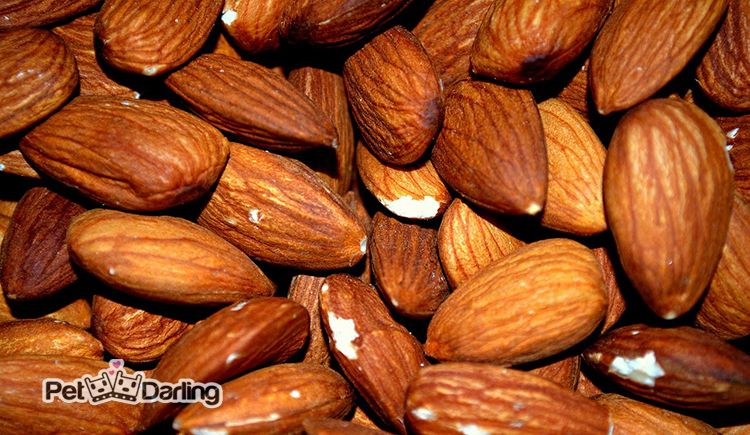 almendras son buenas para los perros