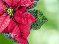 plantas de navidad toxicas para perros