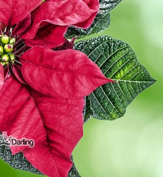 plantas de navidad toxicas para perros