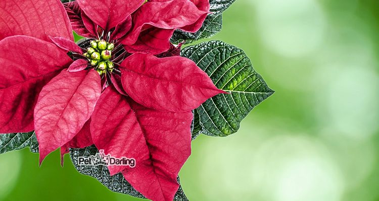 plantas de navidad toxicas para perros
