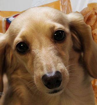 los pies de los perros huelen a fritos maiz porque