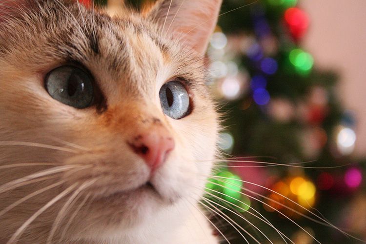 arbol de navidad gatos