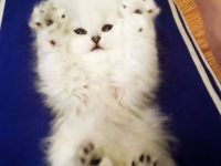 video gatito levanta las manos cosquillas