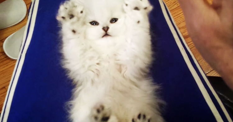 video gatito levanta las manos cosquillas