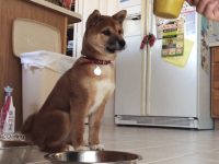 video viral perro shiba inu salta emocionado cuando le ponen pienso en su plato