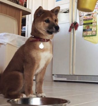 video viral perro shiba inu salta emocionado cuando le ponen pienso en su plato