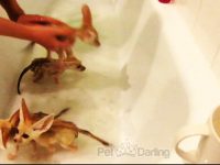 video zorros desierto baño fennec bañera