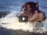 hipopotamo ataca barco video
