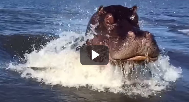 hipopotamo ataca barco video