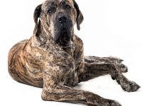 fila brasileiro perro
