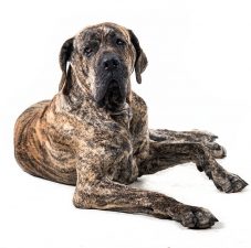 Fila Brasileiro (presa brasileño)