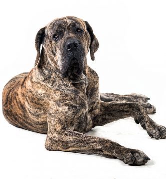 fila brasileiro perro