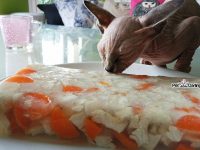 receta gelatina para gatos natural DIY pavo