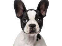 nombre científico del perro