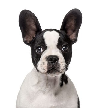 nombre científico del perro