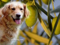 aceite de oliva para perros