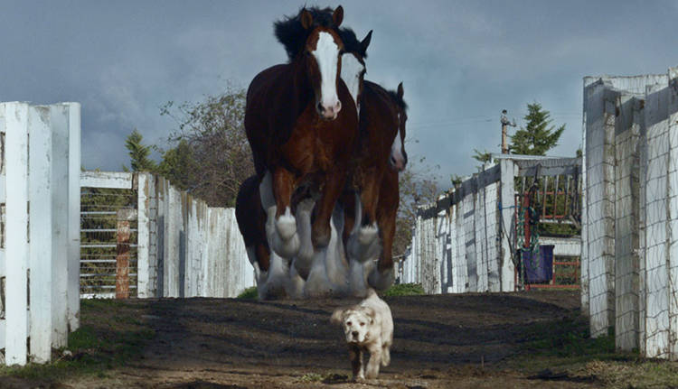 anuncio budweiser superbolw 2015 video