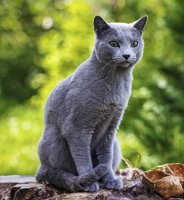 gato Azul ruso