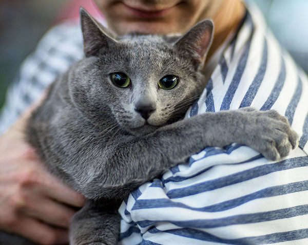 gato ruso azul