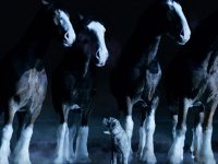 comercial superbowl 2015 anuncio budweiser