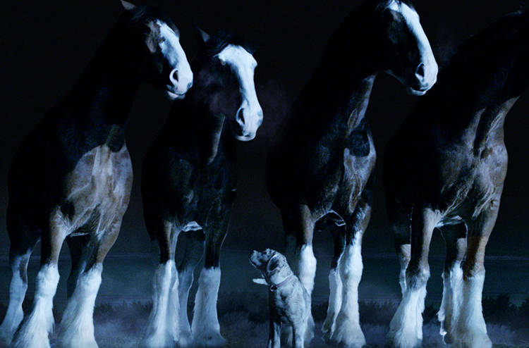 comercial superbowl 2015 anuncio budweiser