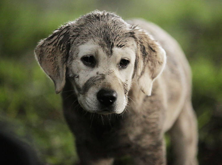 comercial superbowl 2015 budweiser perro anuncio