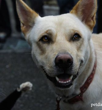 evitar que perro coma excremento de gato