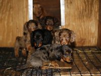 fabrica de cachorros