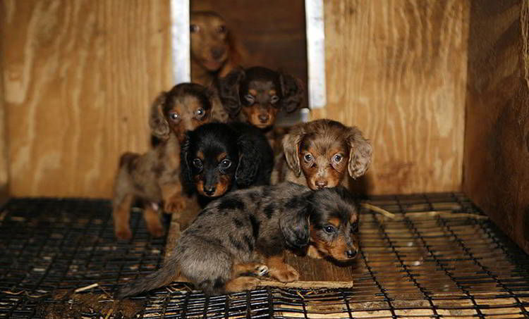 fabrica de cachorros