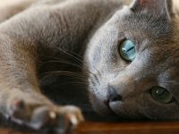 azul ruso caracteristicas