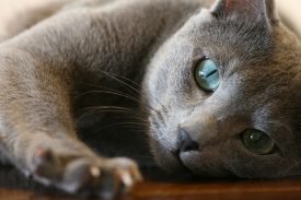 Azul ruso