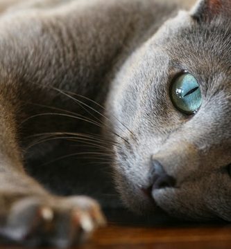 azul ruso caracteristicas