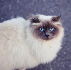 Himalayo