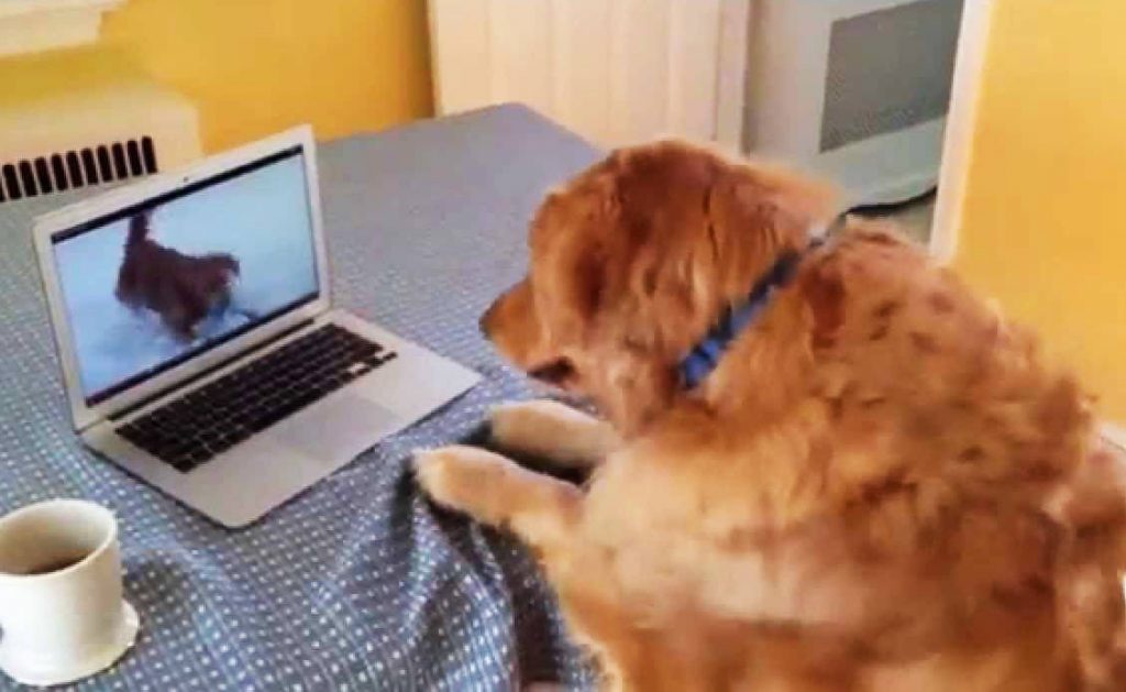 josie perro reacciona juguete video
