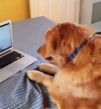 josie perro reacciona juguete video