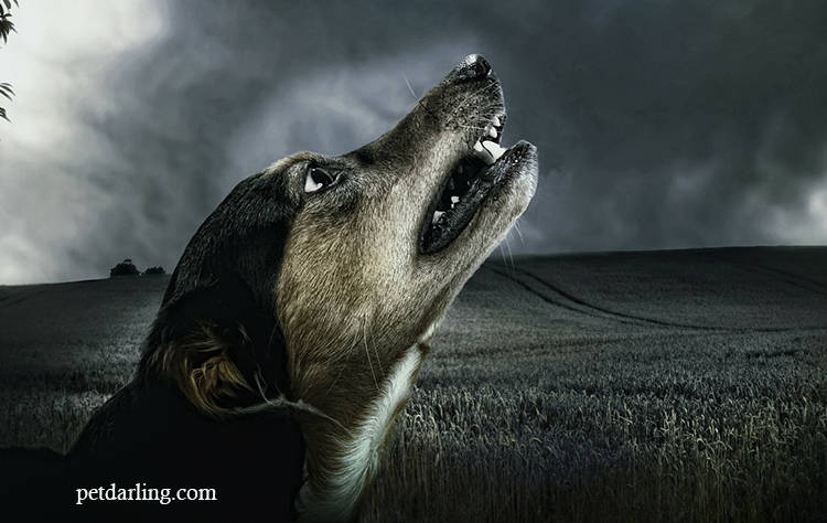 los perros ven espiritus