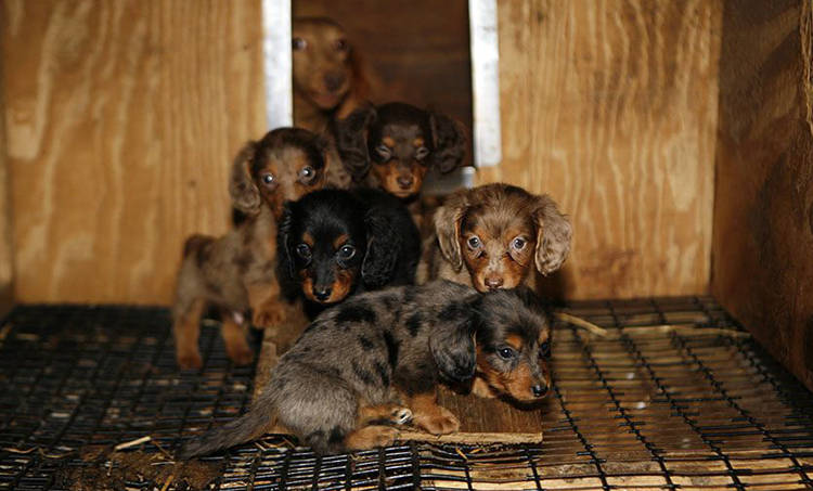 luchar contra fabricas de cachorros evitar