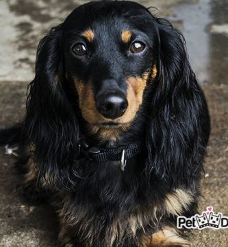 cual es la mejor edad para criar perros