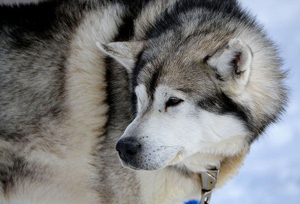 nombre cientifico del perro canis lupus